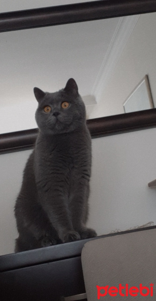 British Shorthair, Kedi  Muffin fotoğrafı