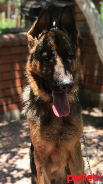 Alman Çoban Köpeği, Köpek  Atlas fotoğrafı