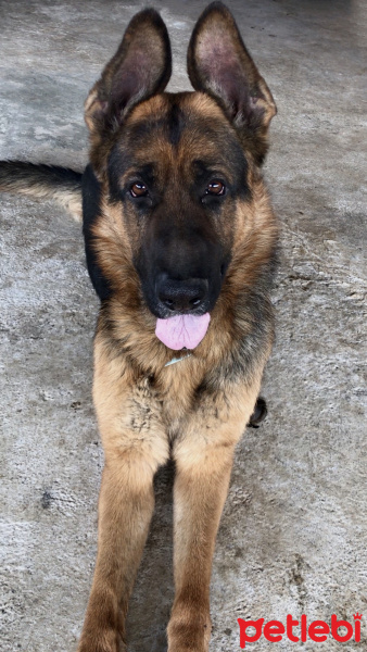 Alman Çoban Köpeği, Köpek  Atlas fotoğrafı