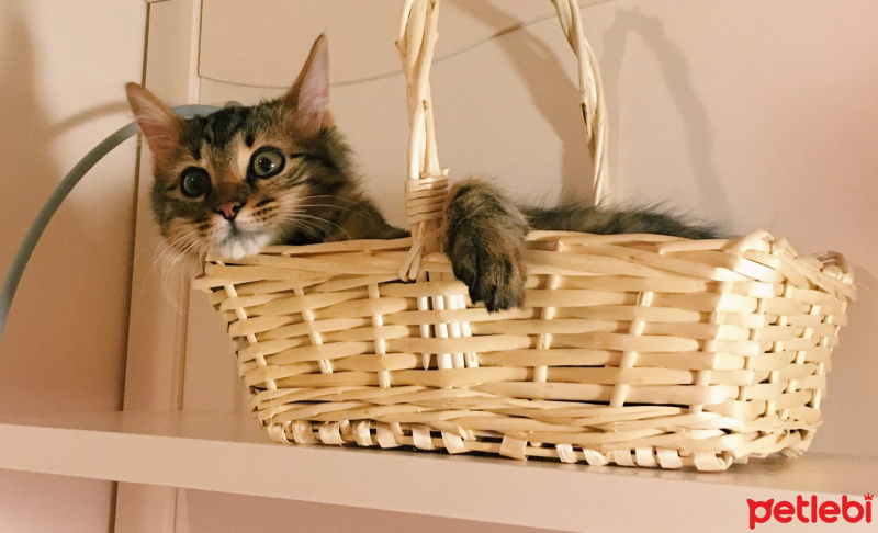 Tekir Kedi, Kedi  mercan fotoğrafı