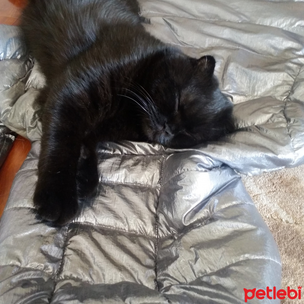 Scottish Fold, Kedi  Gece fotoğrafı