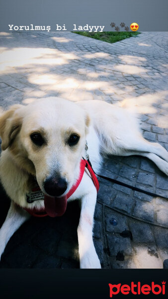 Golden Retriever, Köpek  Leydi fotoğrafı