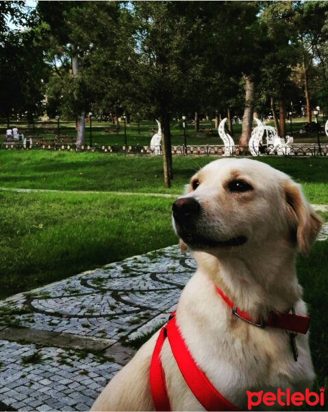 Golden Retriever, Köpek  Leydi fotoğrafı