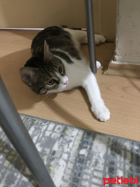 Tekir Kedi, Kedi  Şanslı fotoğrafı