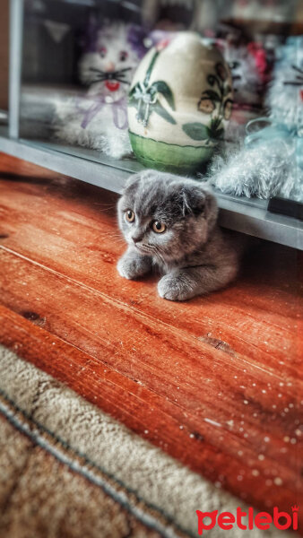 Scottish Fold, Kedi  duman fotoğrafı