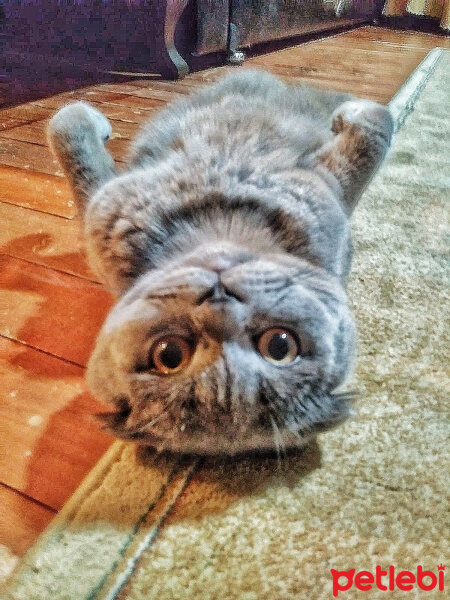 Scottish Fold, Kedi  duman fotoğrafı