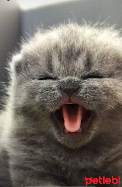 Scottish Fold, Kedi  duman fotoğrafı