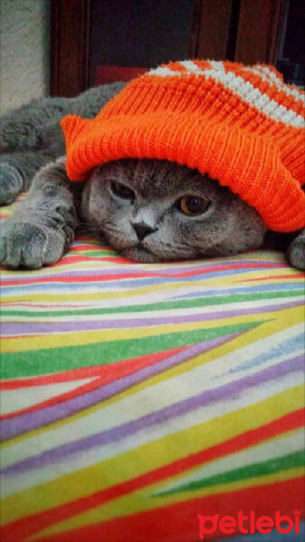 Scottish Fold, Kedi  duman fotoğrafı