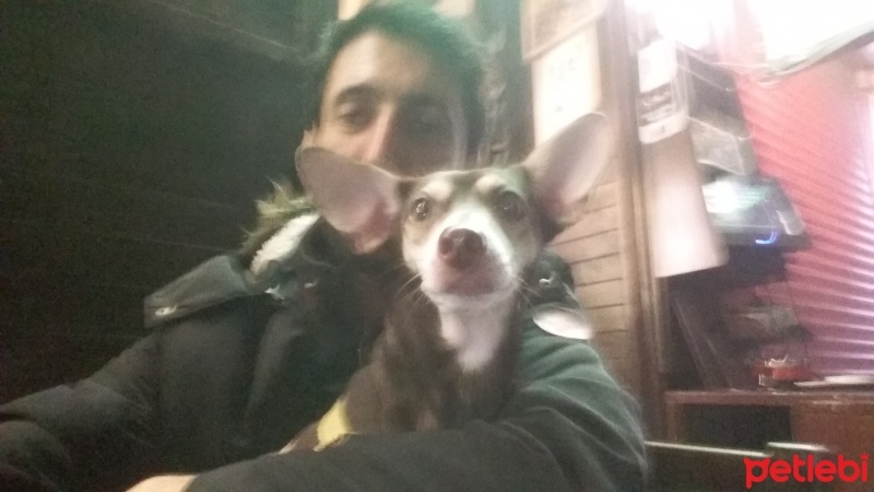 Minyatür Pinscher, Köpek  Tarçın  fotoğrafı