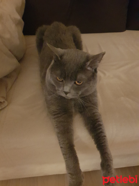 British Shorthair, Kedi  Barni fotoğrafı