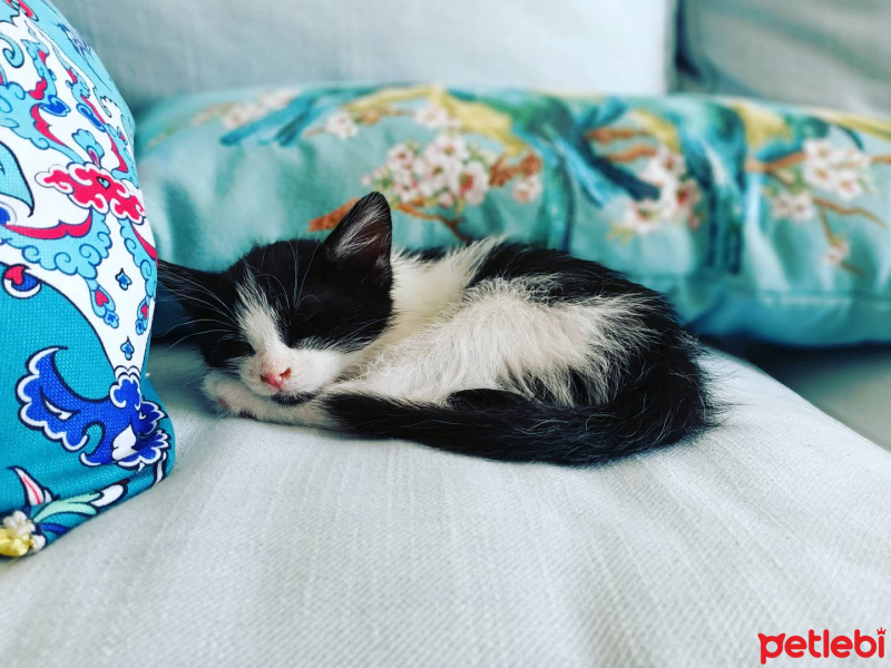 Tekir Kedi, Kedi  Cingöz fotoğrafı