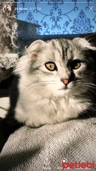 Scottish Fold, Kedi  Sütlaç fotoğrafı