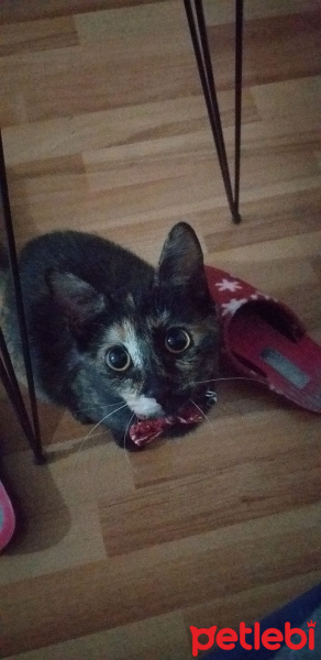 Tekir Kedi, Kedi  Lola fotoğrafı