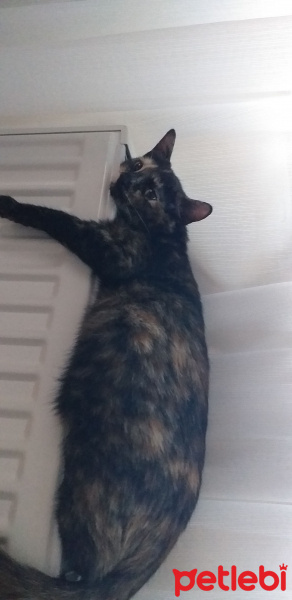 Tekir Kedi, Kedi  Lola fotoğrafı