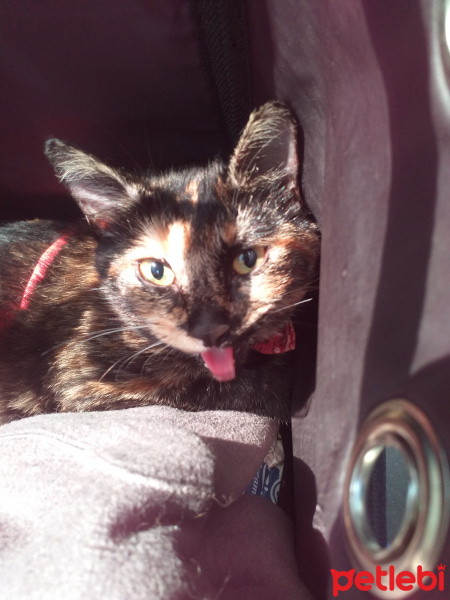 Tekir Kedi, Kedi  Lola fotoğrafı