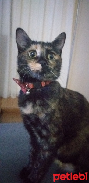 Tekir Kedi, Kedi  Lola fotoğrafı