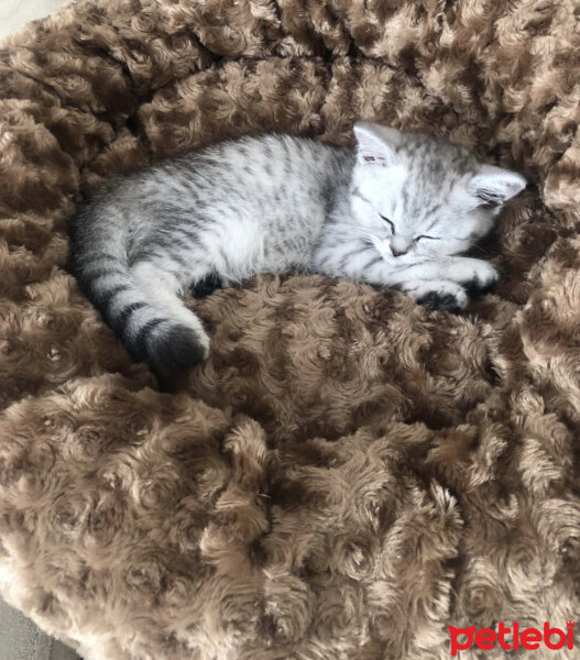 British Shorthair, Kedi  Yasu fotoğrafı