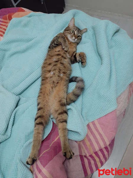 Tekir Kedi, Kedi  arma fotoğrafı