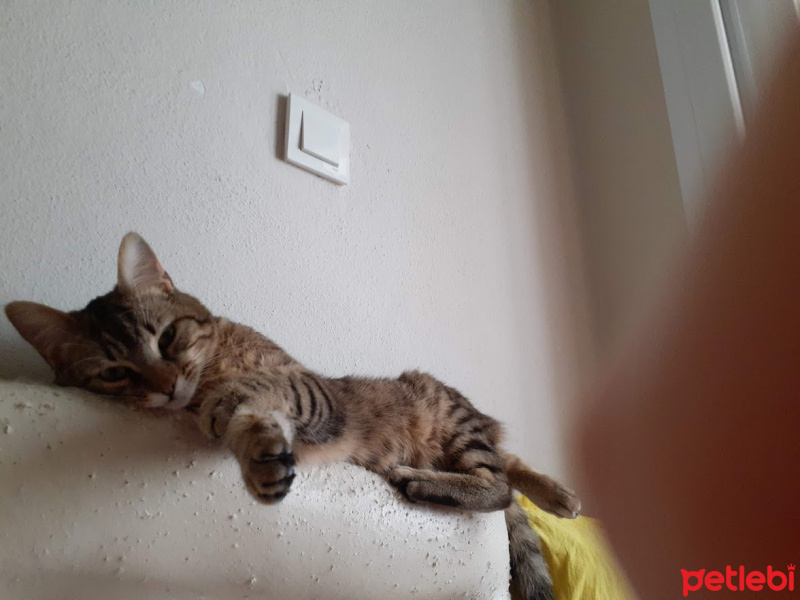 Tekir Kedi, Kedi  arma fotoğrafı