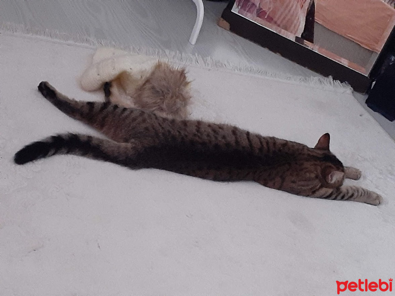 Tekir Kedi, Kedi  arma fotoğrafı
