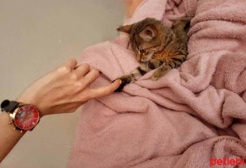 Tekir Kedi, Kedi  arma fotoğrafı