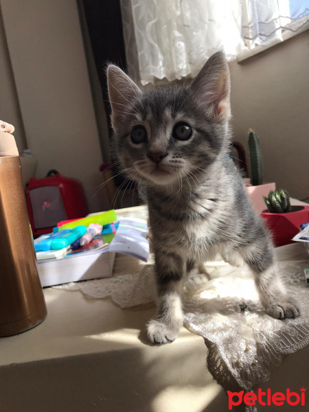 Tekir Kedi, Kedi  Çakıl fotoğrafı