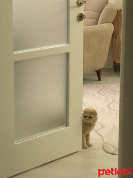 Scottish Fold, Kedi  Leo fotoğrafı