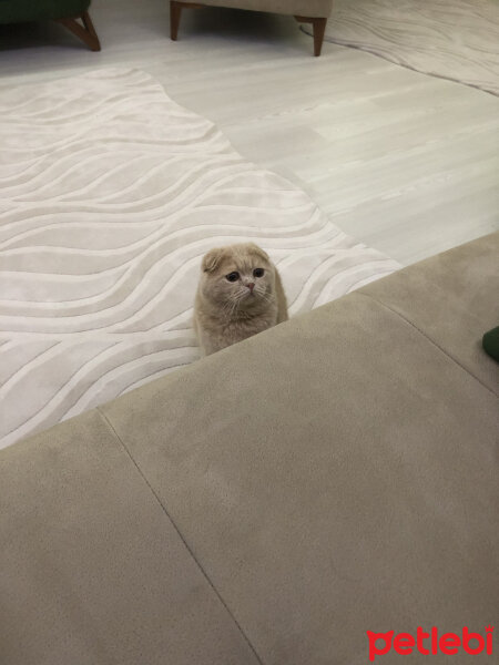 Scottish Fold, Kedi  Leo fotoğrafı