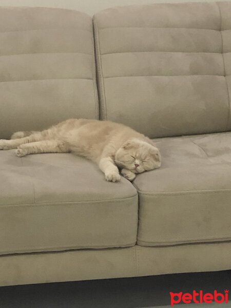 Scottish Fold, Kedi  Leo fotoğrafı