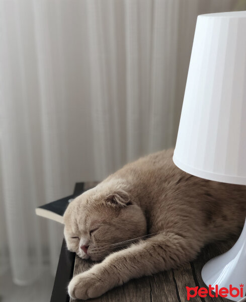 Scottish Fold, Kedi  Leo fotoğrafı