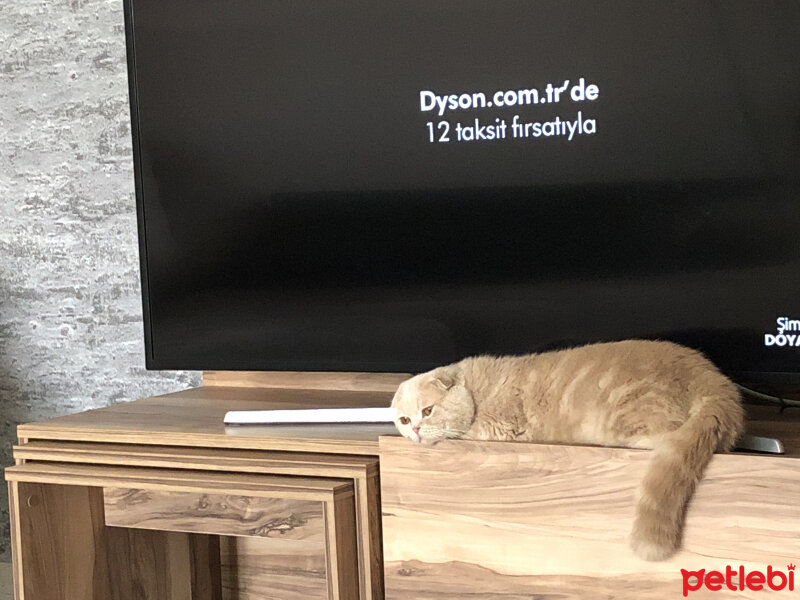 Scottish Fold, Kedi  Leo fotoğrafı