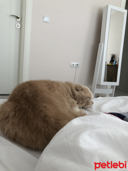 Scottish Fold, Kedi  Leo fotoğrafı