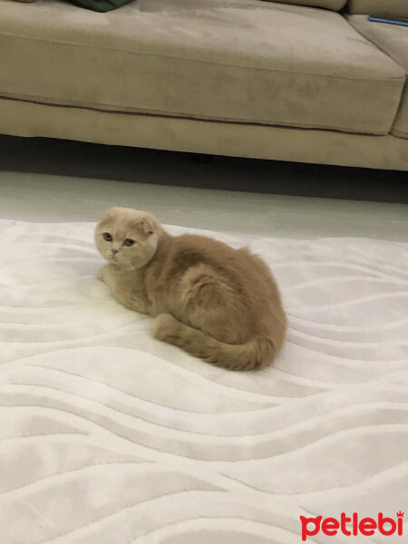 Scottish Fold, Kedi  Leo fotoğrafı