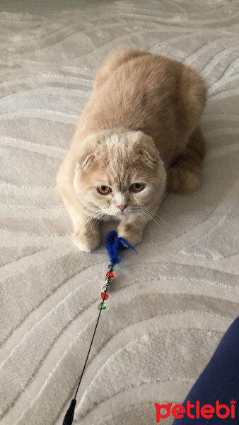 Scottish Fold, Kedi  Leo fotoğrafı