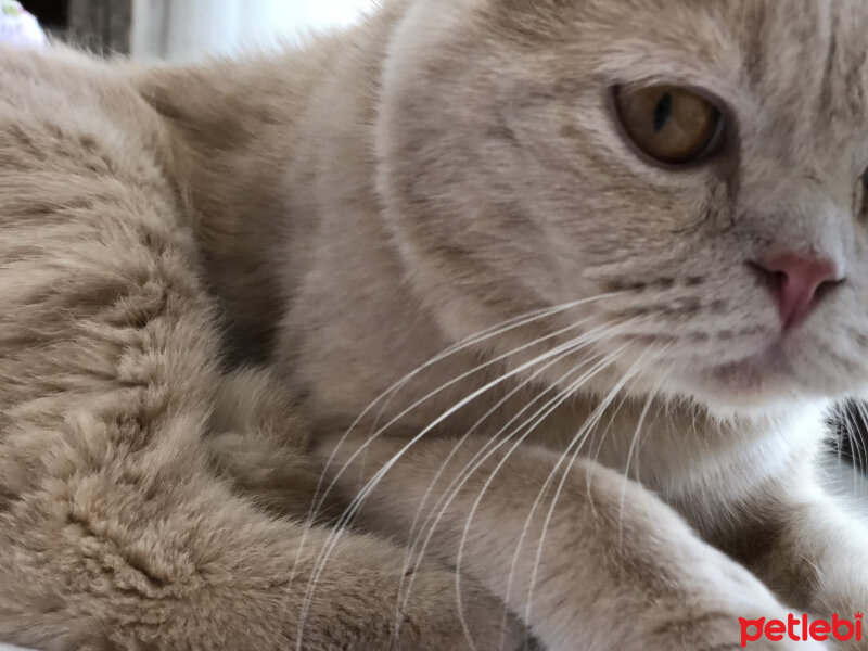 Scottish Fold, Kedi  Leo fotoğrafı