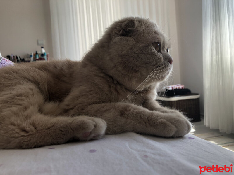 Scottish Fold, Kedi  Leo fotoğrafı