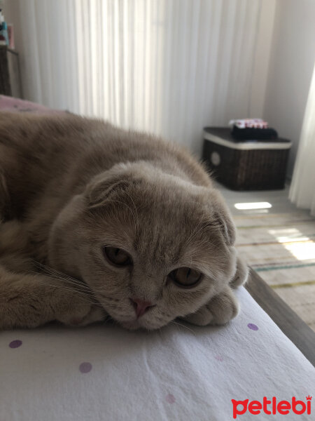 Scottish Fold, Kedi  Leo fotoğrafı