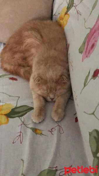 Scottish Fold, Kedi  Leo fotoğrafı