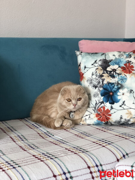 Scottish Fold, Kedi  Leo fotoğrafı