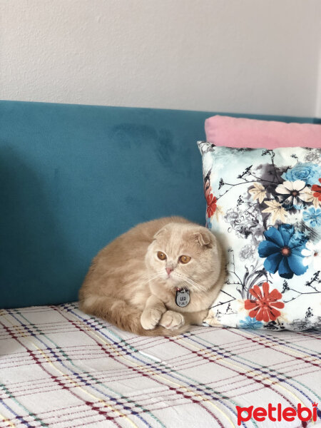 Scottish Fold, Kedi  Leo fotoğrafı