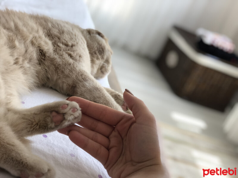 Scottish Fold, Kedi  Leo fotoğrafı