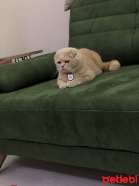 Scottish Fold, Kedi  Leo fotoğrafı