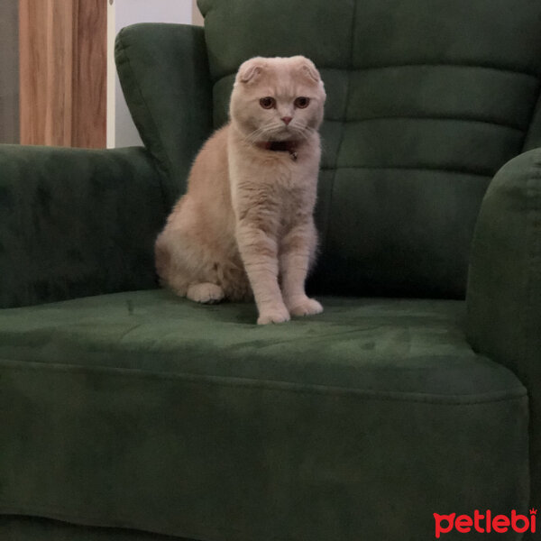 Scottish Fold, Kedi  Leo fotoğrafı