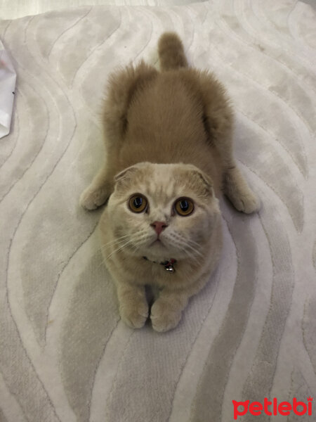 Scottish Fold, Kedi  Leo fotoğrafı