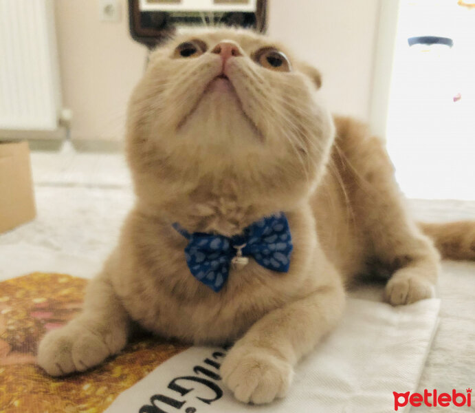 Scottish Fold, Kedi  Leo fotoğrafı