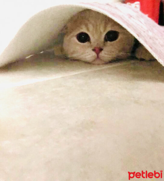 Scottish Fold, Kedi  Leo fotoğrafı