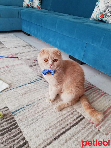 Scottish Fold, Kedi  Leo fotoğrafı