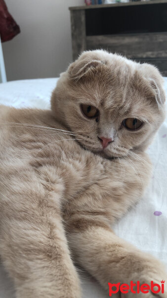 Scottish Fold, Kedi  Leo fotoğrafı