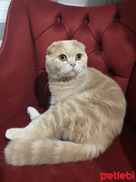 Scottish Fold, Kedi  Leo fotoğrafı