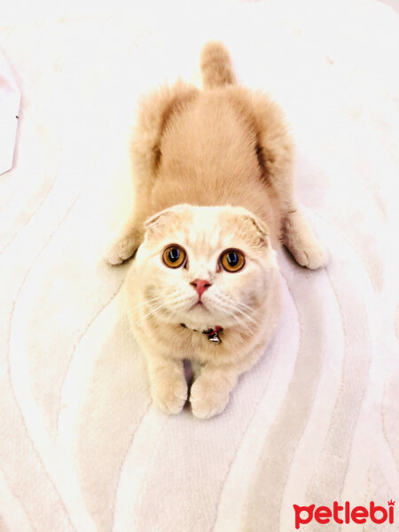 Scottish Fold, Kedi  Leo fotoğrafı